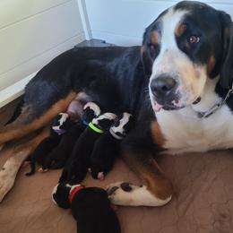 Greater Swiss Mountain Dog puppies from Hoberg's GSMD