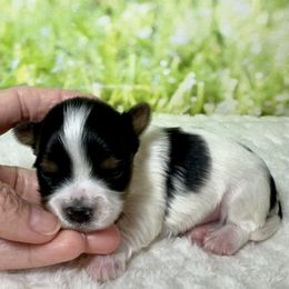 Cody 3750 - Black tan and white male Biewer Terrier puppy in Nicholls, Georgia from Southeast Biewers