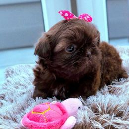 Bijou - Liver female Shih Tzu puppy in Richmond, Texas from Aleka Shih Tzu