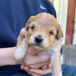 Kiwi - Apricot female Schnoodle puppy in Fredericksburg, Virginia from Growing Puppies