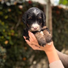 Sage - Tri-color male Bernedoodle puppy in Huntington Beach, California from The Canine Society