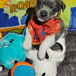Carnage - Blue white and tan male Rat Terrier puppy in Lynn, Alabama from Cryptic Rat Terriers
