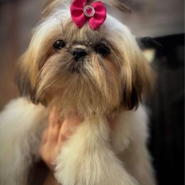 Lucy - Black gold and white female Shih Tzu puppy in Apple Valley, California from Southern California Shih Tzu Palace