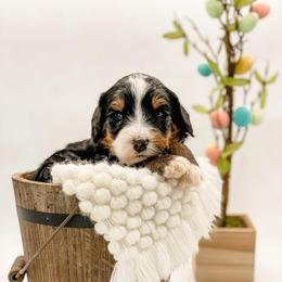 Utah - Tri-color male Bernedoodle puppy in Hudson, Indiana from TurkeyCreek-K9