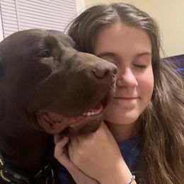 Loki - Labrador Retriever