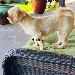 Bailey - Shih Tzu
