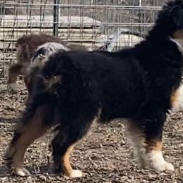 Miniature American Shepherds and Miniature Australian Shepherds from War Eagle Kennel
