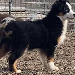 Miniature American Shepherds and Miniature Australian Shepherds from War Eagle Kennel