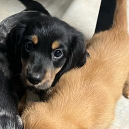 Barney - Black and tan male Dachshund puppy in Brooksville, Florida from Ween Acres