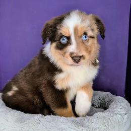 Remi3 Boy5- RMM,Long,AKC,OFAs,Genetics - Red merle male Australian Shepherd puppy in South Hill, Virginia from Silverside Aussies LLC