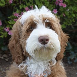 Australian Labradoodle, Bernedoodle, and Goldendoodle All Grown Up from Silver Creek Doodles