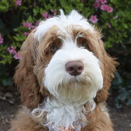 Australian Labradoodle, Bernedoodle, and Goldendoodle All Grown Up from Silver Creek Doodles