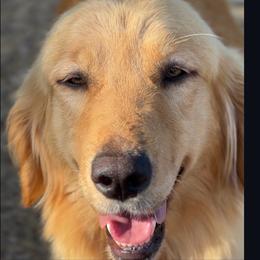 Jo - Golden Retriever