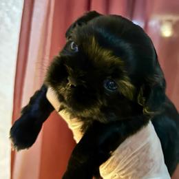 Izzy - Black and white female Shih Tzu puppy in Victorville, California from Precioustzus