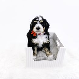 Red Collar Girl - Tri-color female Bernedoodle puppy in Hebron, Indiana from Duneland Doodles