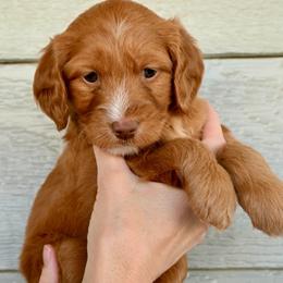 Girl 2 - female Goldendoodle puppy in Belgrade, Montana from Best Friend Doodles