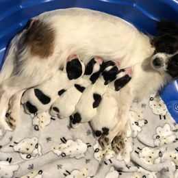 Sadie - Papillon