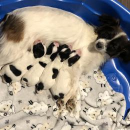 Sadie - Papillon