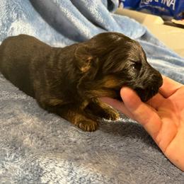 Brianna - Black and red female German Shepherd puppy in Pueblo West, Colorado from 5 Star German Shepherds aka Martin Family German Shepherds