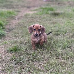 Cranberry - Dapple female Dachshund puppy in Escalon, California from Dashing Dachshunds RF