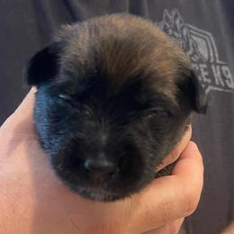 Mai - Mahogany female xDutch Shepherd puppy in Chelsea, Alabama from Alliance K9