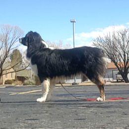 shade - Australian Shepherd
