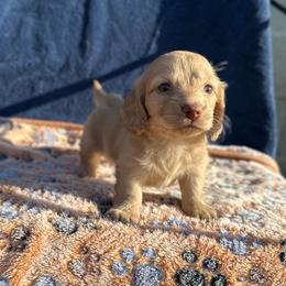 Girl 2 - Red female Dachshund puppy in Stilwell, Oklahoma from Double Down Doxies