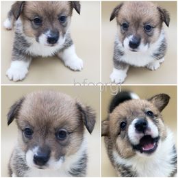 Kiwi - Blue Pembroke Welsh Corgi puppy in Post Falls, Idaho from Best Friend Corgi