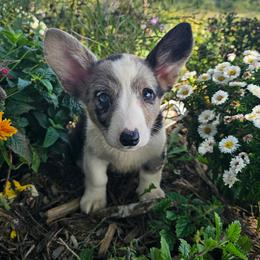 Blue with 2 blue eyes - Blue merle and white male Cardigan Welsh Corgi puppy in Middleport, New York from AroHawk Corgis