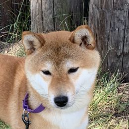 Tsuki - Shiba Inu