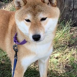 Tsuki - Shiba Inu