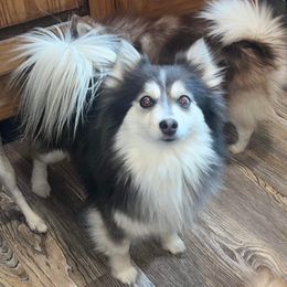 Pia - Pomsky
