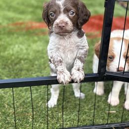 Lulu - Liver roan female Brittany puppy in Adairsville, Georgia from Rocking L Farms