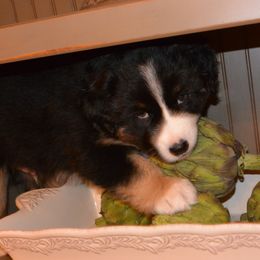 Australian Shepherd Puppies from Highline