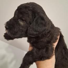 Blue Boy 3 - Blue male Bedlington Terrier puppy in Staten Island, New York from Arkada Sirene Kennel