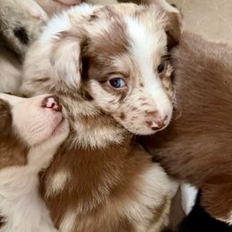 Auburn - White and red merle female Border Collie puppy in Rickman, Tennessee from Roaring River Border Collies