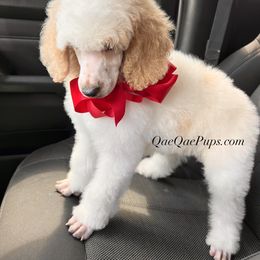Poodle Puppies from QaeQae Pups