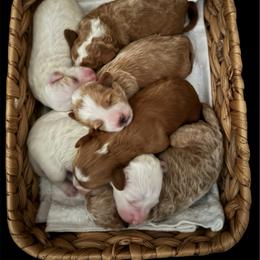 Girl 3 - Parti female Goldendoodle puppy in Murrieta Ca, California from Gloria's Goldendoodles