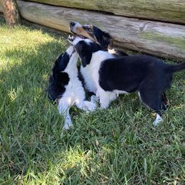 Border Collie and Rottweiler Puppies from KJB Kennels