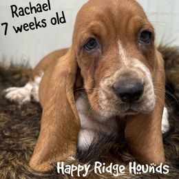 Rachael - Red and white female Basset Hound puppy in Mebane, North Carolina from Happy Ridge Hounds