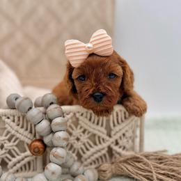 Evie - Red female Cavapoo puppy in Melissa, Texas from Southern Love Cavapoos & Maltipoos