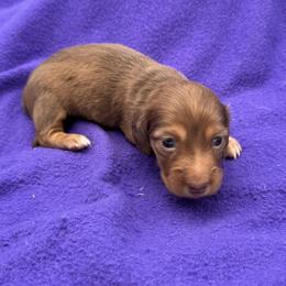 Female 1 - Red female Dachshund puppy in Spanaway, Washington from 11 Oaks Kennels