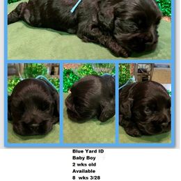 Cocker Spaniel Puppies from Richards' Cocker Kennel