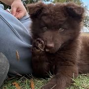 George - Mudi puppy from Graves Farm Mudi