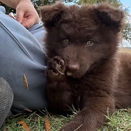George - Mudi puppy from Graves Farm Mudi