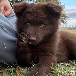 George - Mudi puppy from Graves Farm Mudi