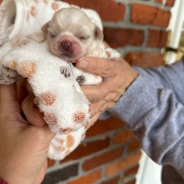 Light blue - White Pekingese puppy in Daleville, Alabama from Melissa's Pekingese