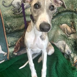 Whippet Puppies from Sonsteby