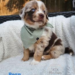 Bean - Red merle male Miniature American Shepherd puppy in Austin, Texas from ATX Mini Aussies