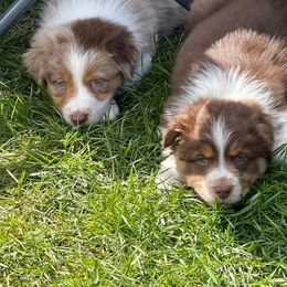 Australian Shepherd Puppies from Quiet Cove Kennels